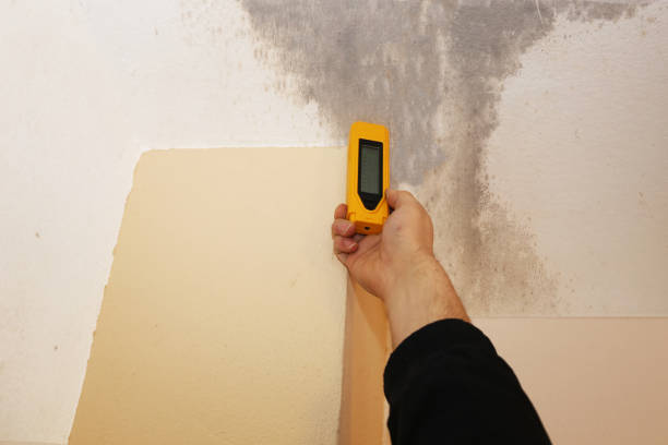 Best Mold-Related Health Consultation  in Cape Coral, FL
