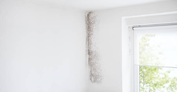 Best Mold Removal for HVAC Installations  in Cape Coral, FL
