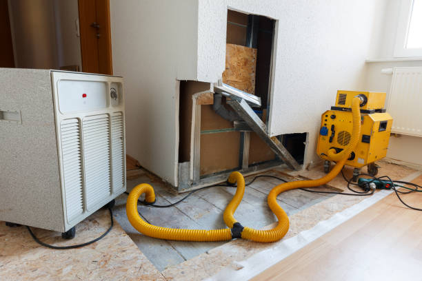 Professional Mold Removal in Cape Coral, FL