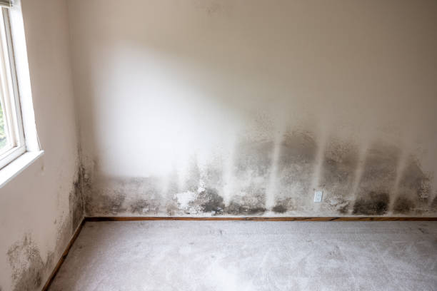 Best Water Damage & Mold Remediation  in Cape Coral, FL