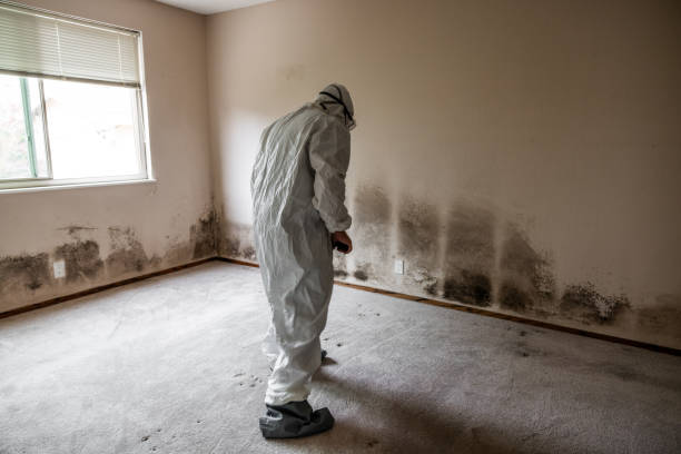 Best Mold Damage Restoration  in Cape Coral, FL