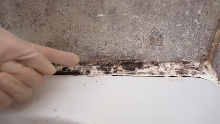 Best Emergency Mold Remediation  in Cape Coral, FL