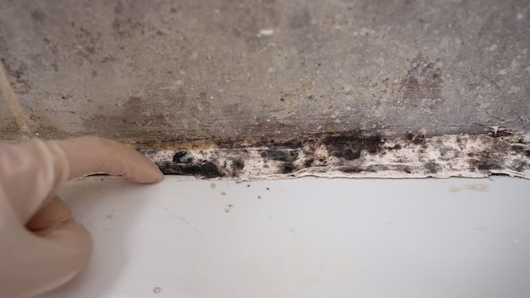 Dehumidification Services in Cape Coral, FL